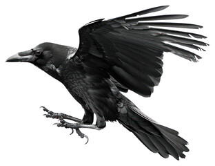 Fototapeta premium PNG Majestic black crow in flight