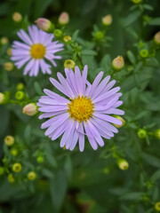 Obraz premium A close-up of a purple aster flower with a yellow center, surrounded by other unopened buds and green foliage. The petals are delicate and the overall image has a soft, natural feel.