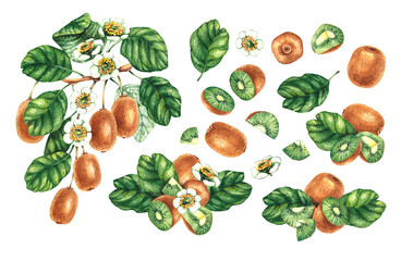 Watercolor illustration of kiwi fruits with branches, leaves, and flowers. The composition includes whole and halved kiwis, detailed branches, and blossoms, ideal for food packaging and botanical desi