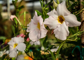 white and yellow flowers