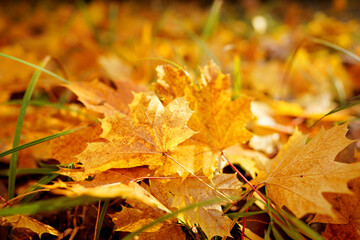 Fallen yellow leaves on ground. Autumn background. Yellow maple leaves fallen from trees on the ground in park. Golden Autumn season. Yellow maple leaves background. fallen leaves in october.