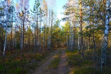 Forest road in autumn season. Dirt road inside the forest through pine trees with yellow foliage. Road inside the forest in wild. Off-road. Autumn forest in golden October.