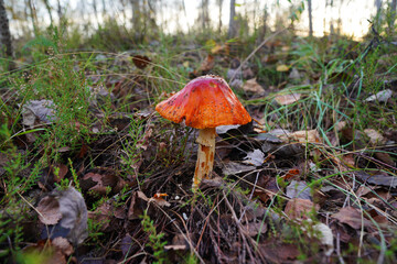 Amanita mushroom in forest. Fly agaric with red cap. Red mushroom amanita toxic, also called panther cap. False blusher amanita mushroom in the forest against background of green vegetation.