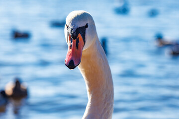 white young swans in lake with blue dark background
