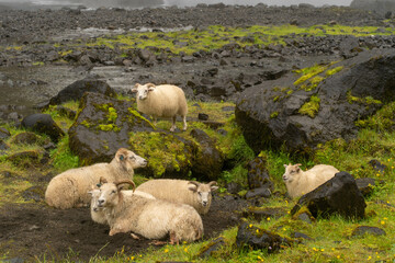 Fototapeta premium Sheep Resting Among Moss-Covered Rocks in the Countryside