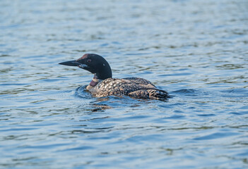 Loon Swimming in a Wilderness Lake