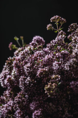 Bouquet d'origan sauvage