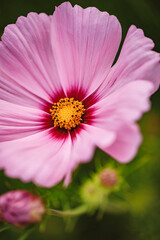 Obraz premium Fleurs de printemps