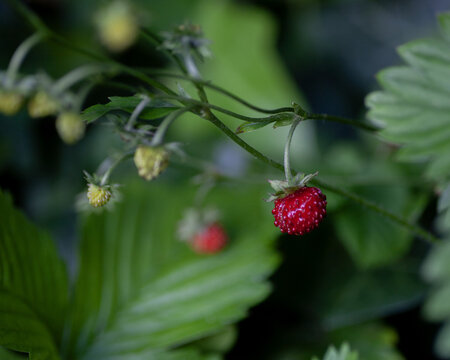 Walderdbeeren
