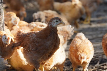 A group of chickens are standing in a pen