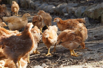 A group of chickens are standing in a dirt field