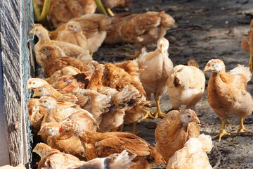 A group of chickens are eating in a pen