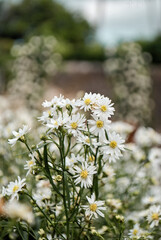 white daisies in a field