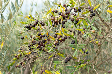 Récolte des olives noir d'italie, en Toscane