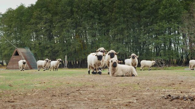 A group of rams curiously looking into the camera as their leader walks slowly forward. A fun animal video.