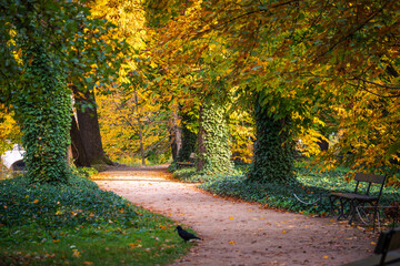 Warsaw, Poland - autumn alley in the park. Fall in the park. Beautiful autumn colors in the park.