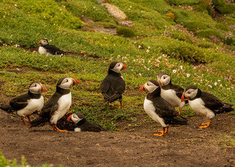 Puffin Guarding 