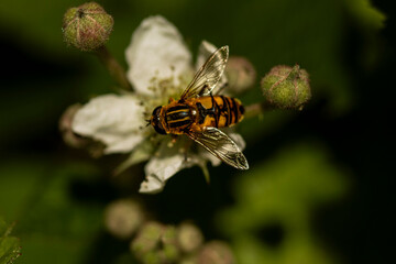 bee on a flower