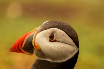 Puffin closeup