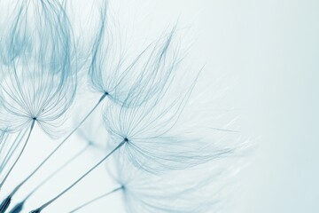 Fototapeta premium Delicate Dandelion Seeds