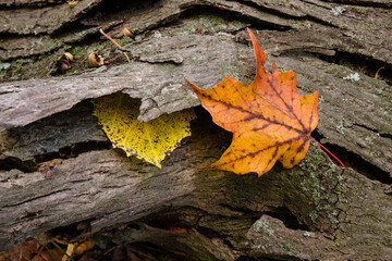 A single maple leaf and an aspen leaf are caught in the bark of a fallen tree in early autumn within the Pike Lake Unit, Kettle Moraine State Forest, Hartford, Wisconsin