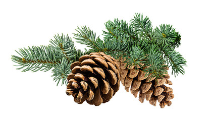 Fototapeta premium Brown pine cone on white background with clipping pass