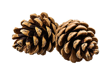 Brown pine cone on white background with clipping pass