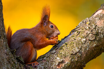 Squirrel eating nut in park. Autumn in the park. Red squirrel on a branch
