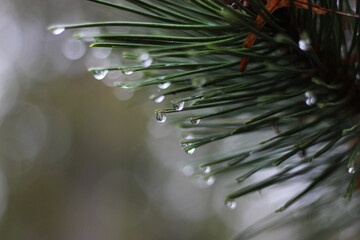 Water drops on fir branch. Raindrops on fir needles