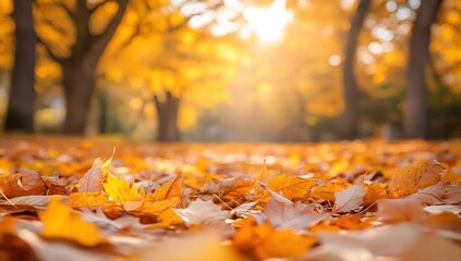Autumn Leaves Under Golden Trees