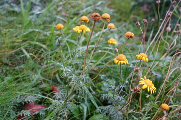 Wet yellow flowers with green grass around. Dry poppies. After rain water drops. Wallpaper, background or backdrop. Summer season
