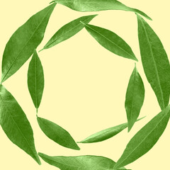 Green leaves swirling in air on pale yellow background