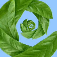 Green leaves swirling in air on light blue background