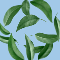 Green leaves swirling in air on light blue background