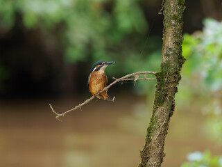 Eisvogel