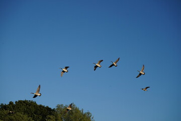 geese in flight