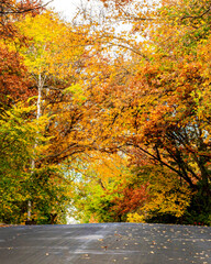 Autumn scenes under blue sky