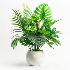 A lush green potted plant with large leaves sits on a white background.