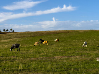 grazing of small cattle on pasture