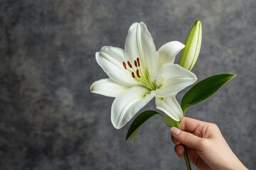 Fototapeta premium Hand holding a white lily, on a grey background, soft light, angled view 1