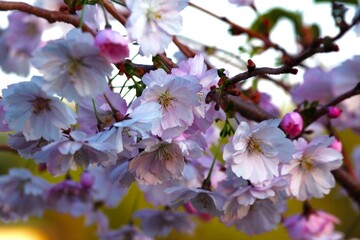 white and pink blossom