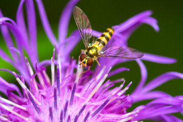 Hover fly foraging on a knapweed flower in New Hampshire.