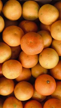 Fresh mandarin oranges fruit harvested.
