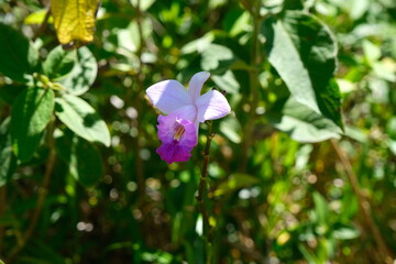 Fleur tropicale