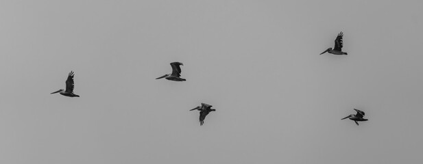 Pelicans in flight in black and white 