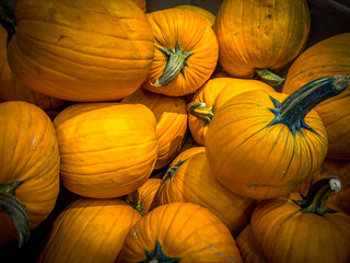 Vivid colors of autumn in food produce - orange pumkins.