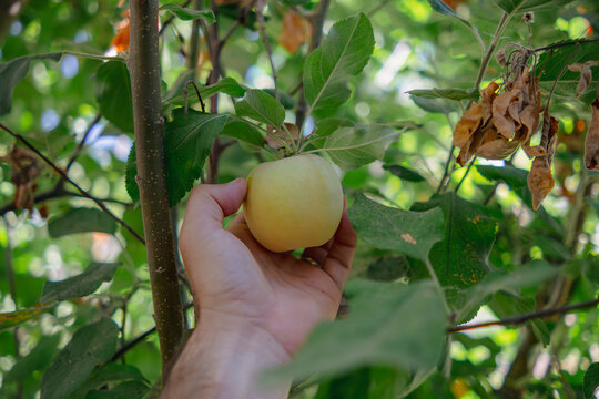 Hand picking a ripe apple from a tree 