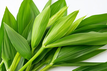 Obraz premium green leafes on white