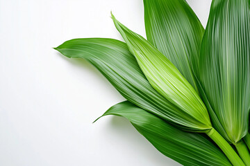 Obraz premium green leafes on white