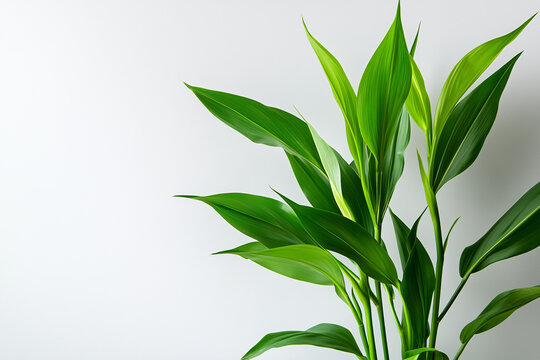 green leafes on white